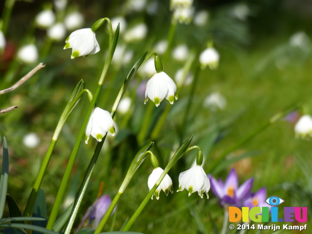 FZ003324 Spring snowflake (Leucojum vernum)